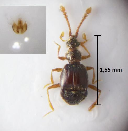 Tychus niger